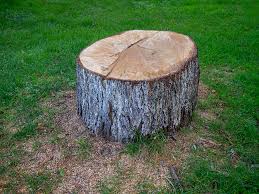 Best Tree Trimming and Pruning  in Harkers Island, NC