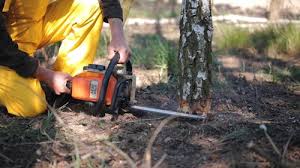 Best Pest Control for Lawns  in Harkers Island, NC