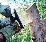 Best Tree Removal  in Harkers Island, NC
