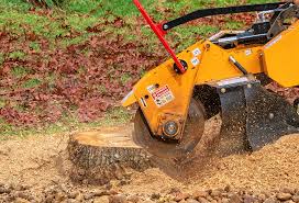 Best Tree Health Inspection  in Harkers Island, NC