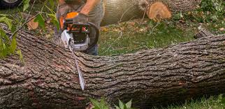 Best Lawn Mowing  in Harkers Island, NC