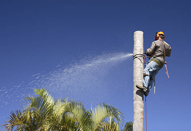 Best Lawn Irrigation Installation and Maintenance  in Harkers Island, NC