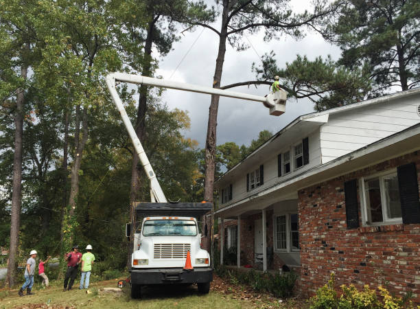 Harkers Island, NC Tree Care Company