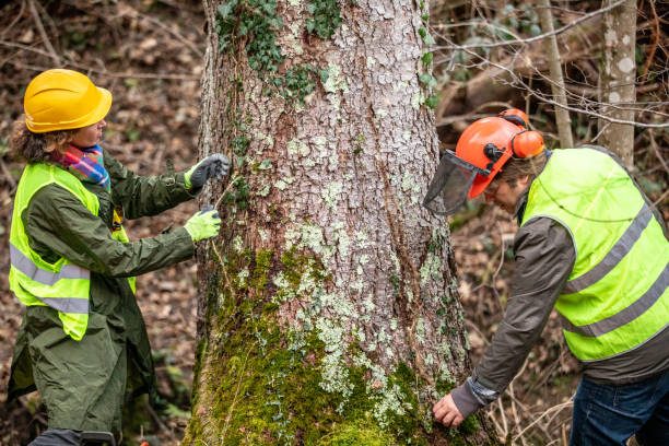 Best Tree Disease Treatment  in Harkers Island, NC