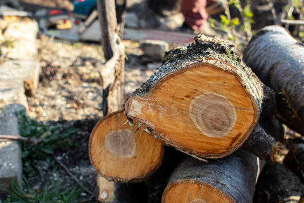 Best Root Management and Removal  in Harkers Island, NC