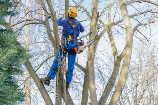 Best Hazardous Tree Removal  in Harkers Island, NC