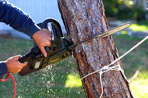Best Palm Tree Trimming  in Harkers Island, NC