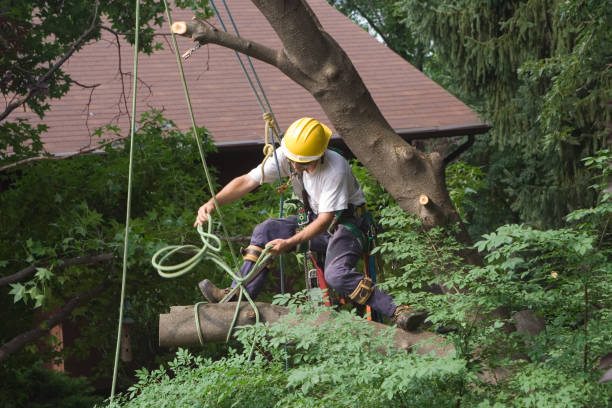 Best Arborist Consultation Services  in Harkers Island, NC