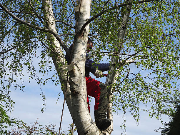Best Storm Damage Tree Cleanup  in Harkers Island, NC