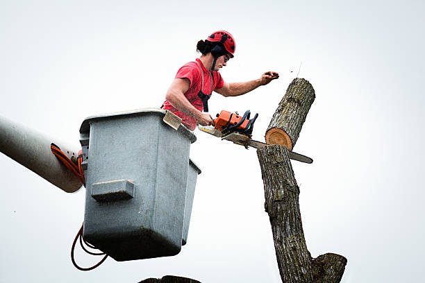 Best Aeration Services  in Harkers Island, NC