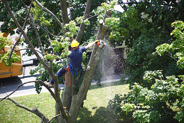 Best Hedge Trimming  in Harkers Island, NC