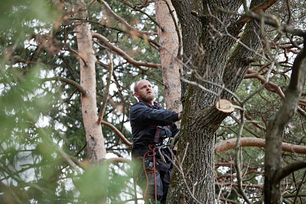 Best Commercial Tree Services  in Harkers Island, NC
